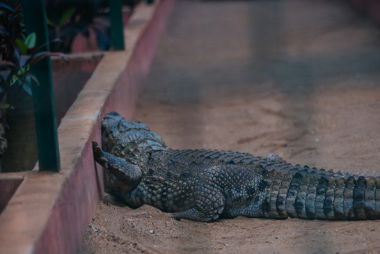 Ramatirtha Nature Camp